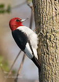Photo - Red-headed Woodpecker