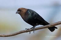Photo - Brown-headed Cowbird