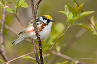 Photo - Chestnut-sided Warbler