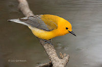 Photo - Prothonotary Warbler