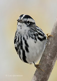Photo - Black-and-white Warbler