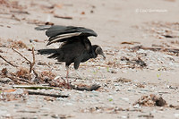Photo - Black Vulture