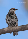 Photo - European Starling