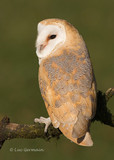 Photo - Barn Owl