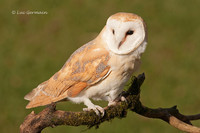 Photo - Barn Owl