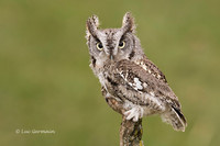 Photo - Eastern Screech-Owl
