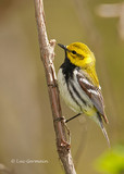 Photo - Black-throated Green Warbler
