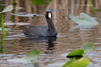 Photo - American Coot