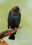 Photo - Brown-headed Cowbird