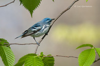 Photo - Cerulean Warbler