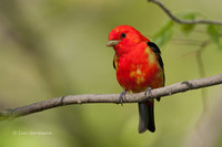 Photo - Scarlet Tanager