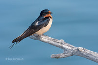 Photo - Barn Swallow