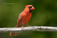 Photo - Northern Cardinal