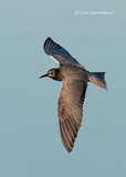 Photo - Black Tern