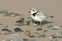 Photo - Piping Plover