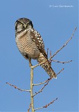 Photo - Northern Hawk Owl