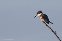 Photo - Belted Kingfisher