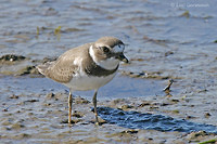 Photo - Semipalmated Plover