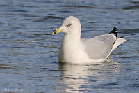Photo - Ring-billed Gull