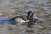 Photo - Ring-necked Duck