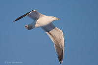 Photo - Great Black-backed Gull