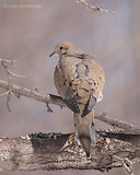 Photo - Mourning Dove