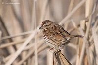 Photo - Song Sparrow