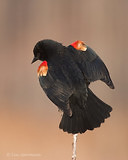 Photo - Red-winged Blackbird