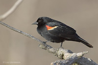Photo - Red-winged Blackbird