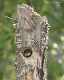 Photo - Hirondelle bicolore