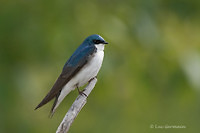 Photo - Tree Swallow
