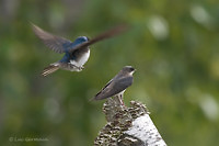 Photo - Tree Swallow