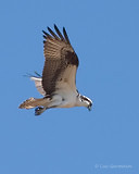 Photo - Osprey