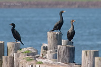 Photo - Double-crested Cormorant