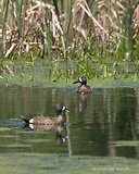 Photo - Blue-winged Teal