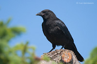 Photo - American Crow
