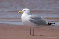 Photo - Herring Gull