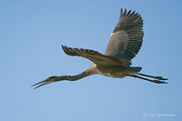 Photo - Great Blue Heron