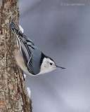 Photo - White-breasted Nuthatch