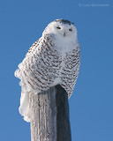 Photo - Snowy Owl