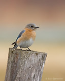 Photo - Eastern Bluebird