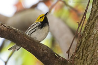 Photo - Black-throated Green Warbler