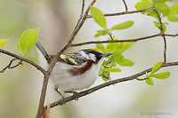 Photo - Chestnut-sided Warbler