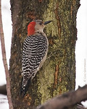 Photo - Red-bellied Woodpecker
