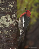 Photo - Red-breasted Sapsucker