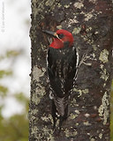 Photo - Red-breasted Sapsucker