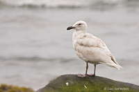 Photo - Glaucous-winged Gull