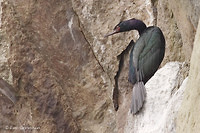 Photo - Pelagic Cormorant