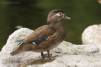 Photo - Wood Duck