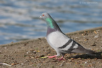 Photo - Pigeon biset